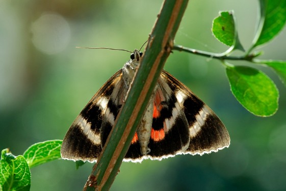 Screenshot 2026-01-27 161405 Screenshot 2026-01-27 161405